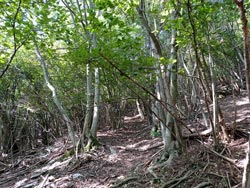 Weg zum Monte Colmegnone (860 m) | Wanderung von Laglio zum Monte Colmegnone